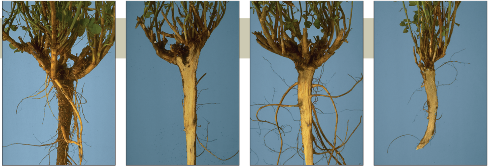 Healthy white or creamy white roots, no particular smell, large crown and symmetrical shoots.