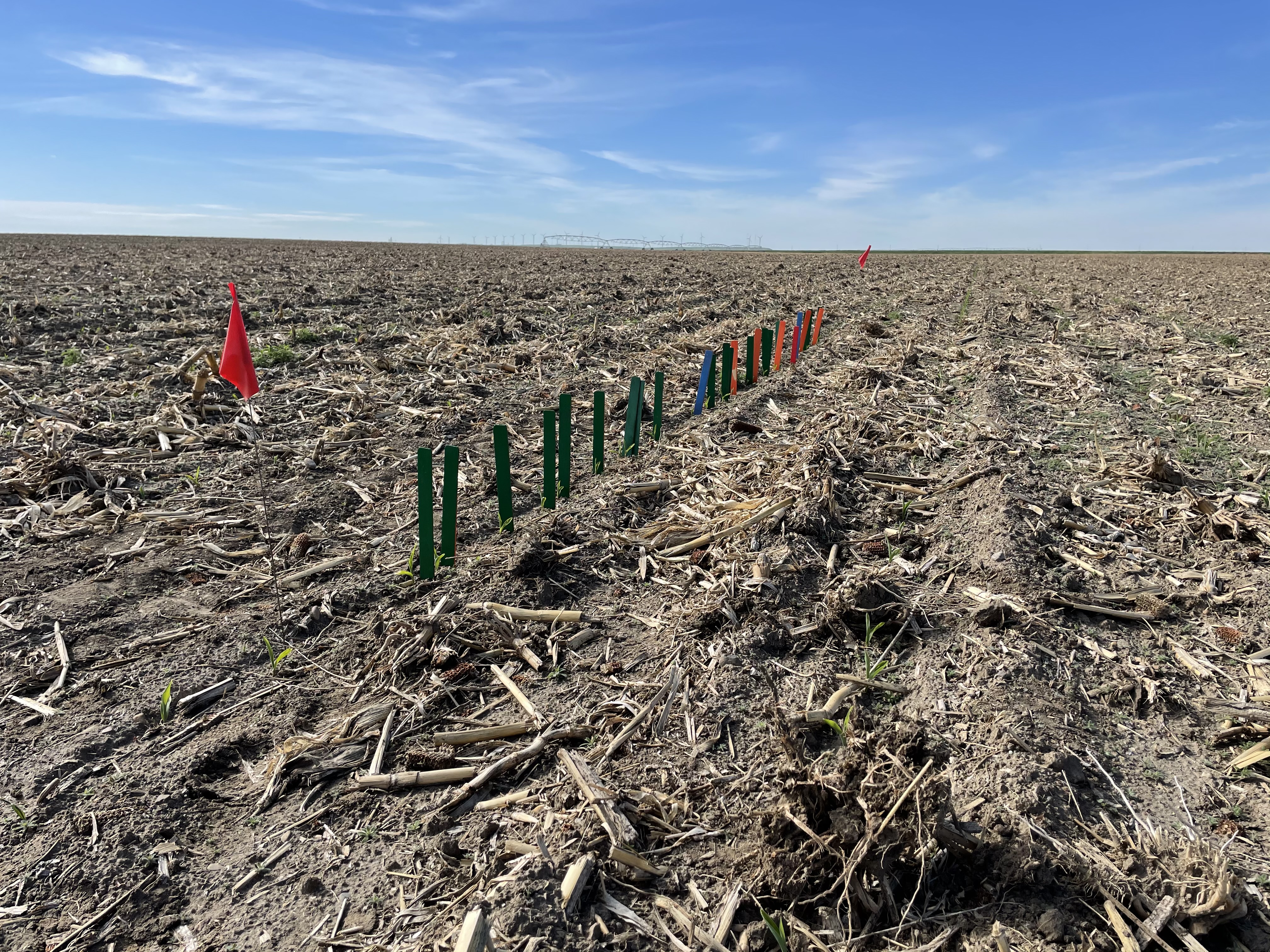 Marking emergence in the field