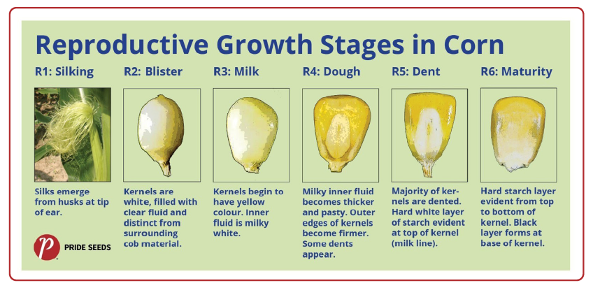 Reproductive growth stages in corn