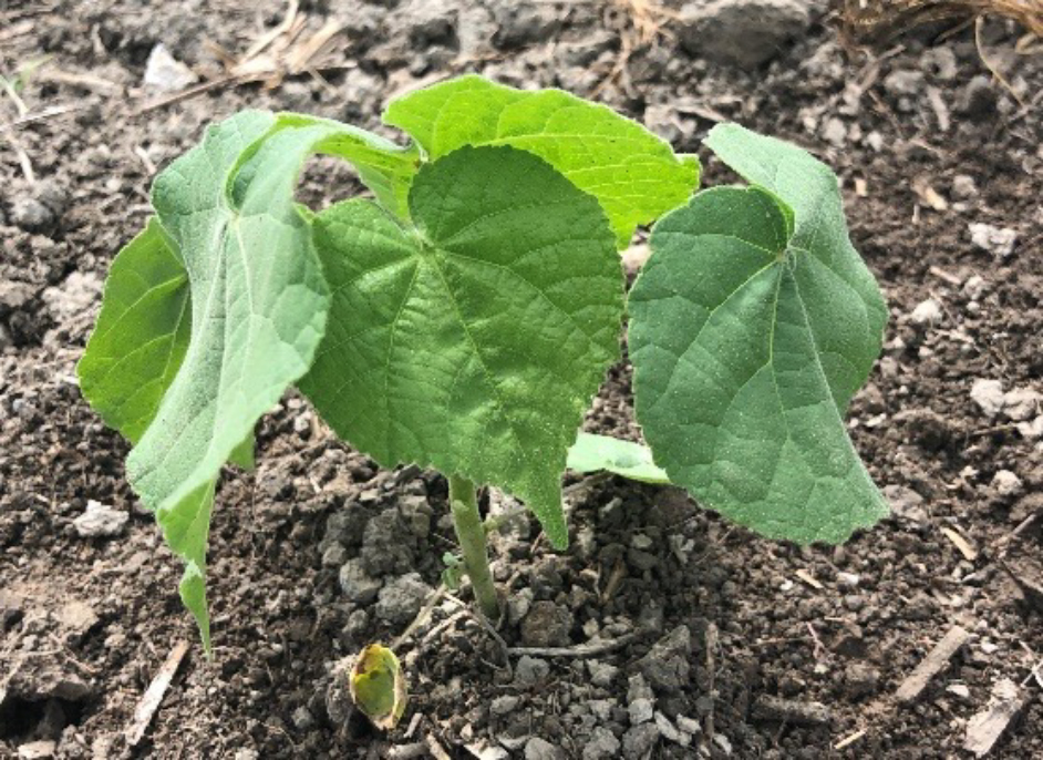 velvetleaf