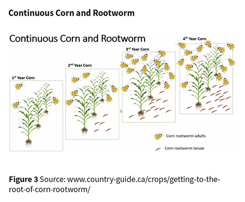 Continuous corn and rootworm