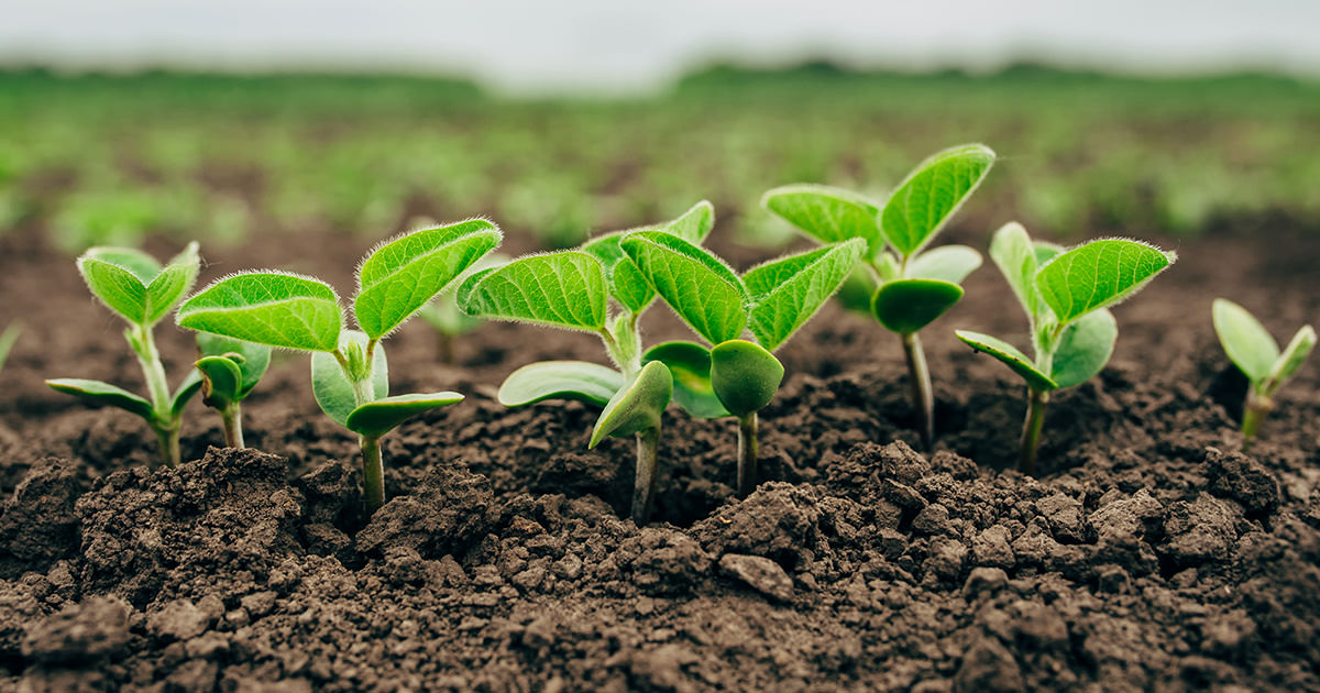 Planting Soybeans Early