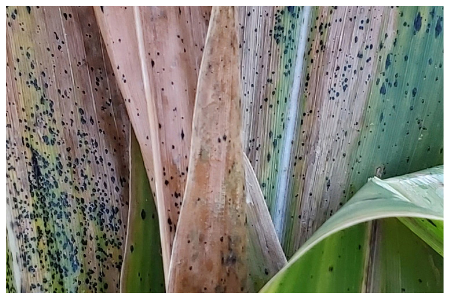 Tar Spot
