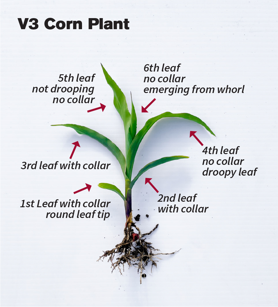 V3 Corn Plant
