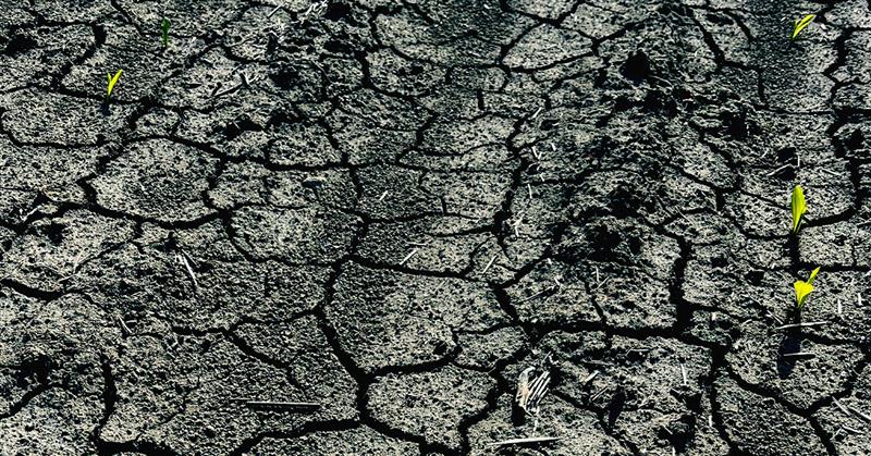 pride-corn-emerging-spring-img