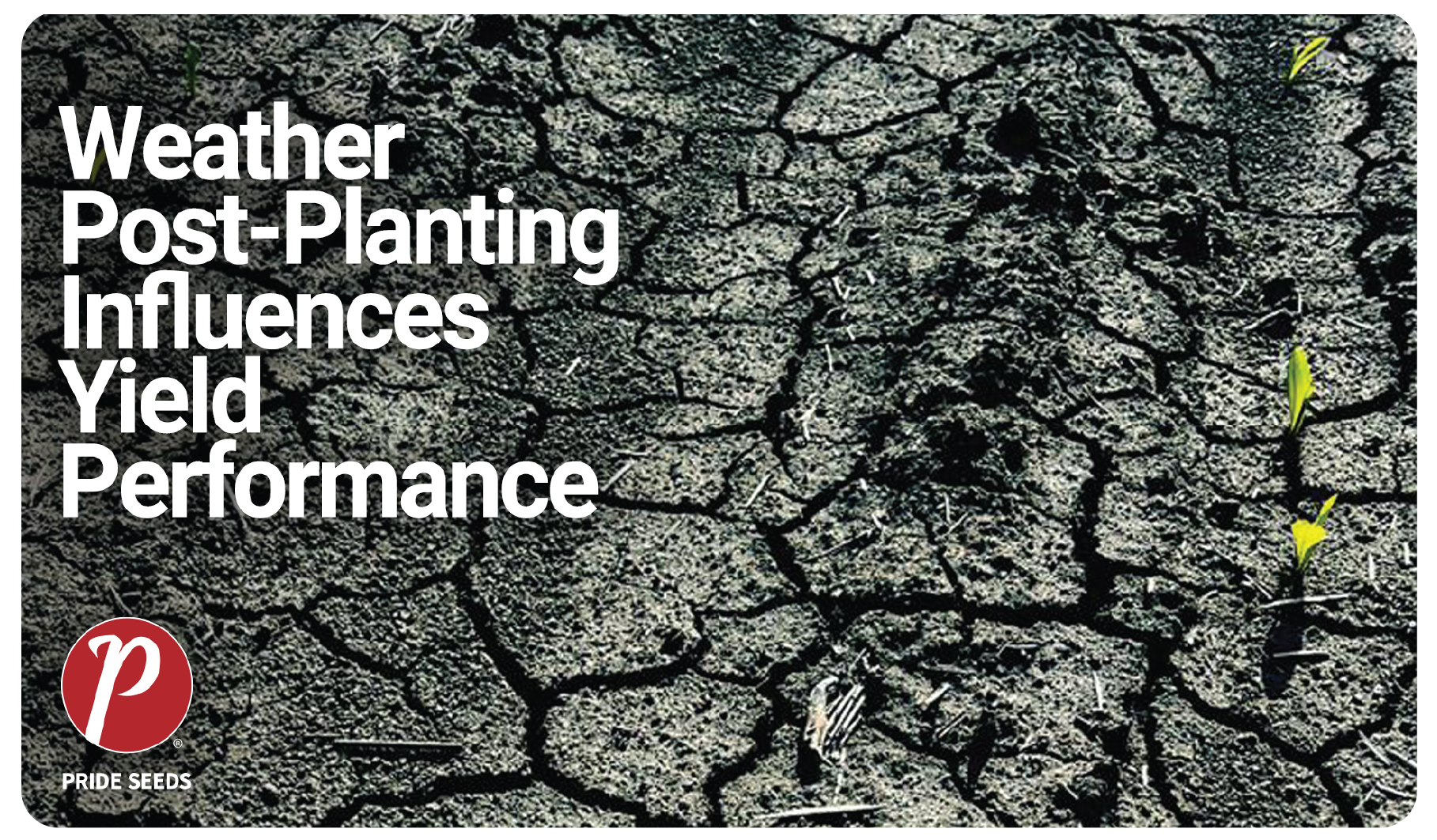 Weather Post-Planting_Matt Chapple Article-01