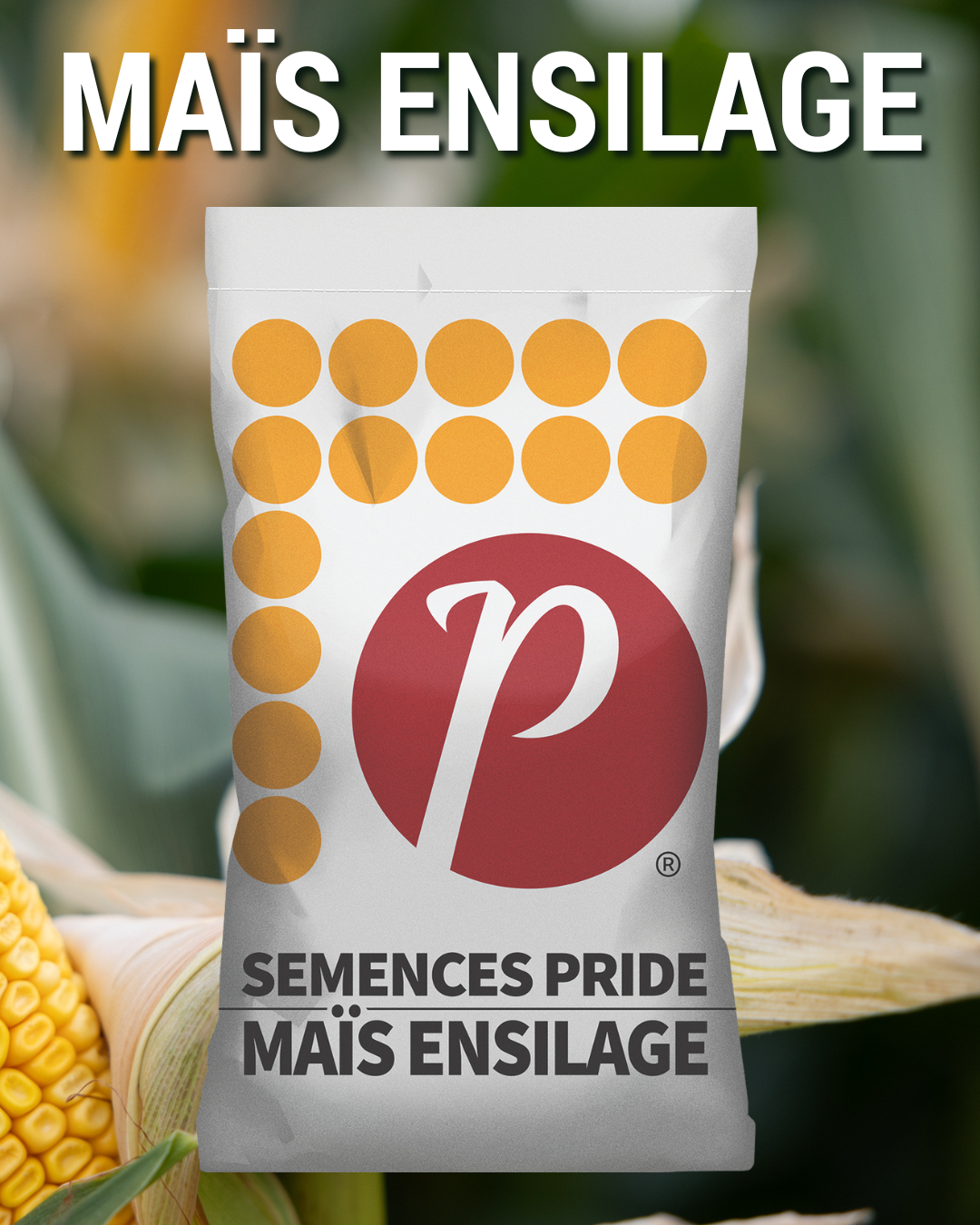 MAIS ENSILAGE